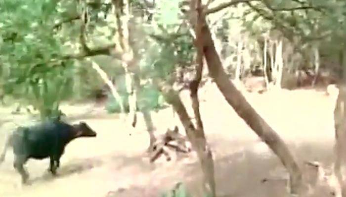 OMG! UNBELIEVABLE visuals - Buffalo attacks lion in Gujarat's Gir National Park | WATCH
