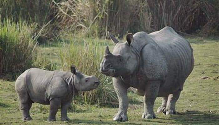 Watch: Rare Sumatran Rhino gives birth to baby girl in Indonesia!