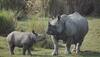 Endangered rhino birth