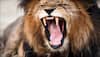 Watch video: This Lion's reaction to a two-year-old boy at the zoo will give you goosebumps!
