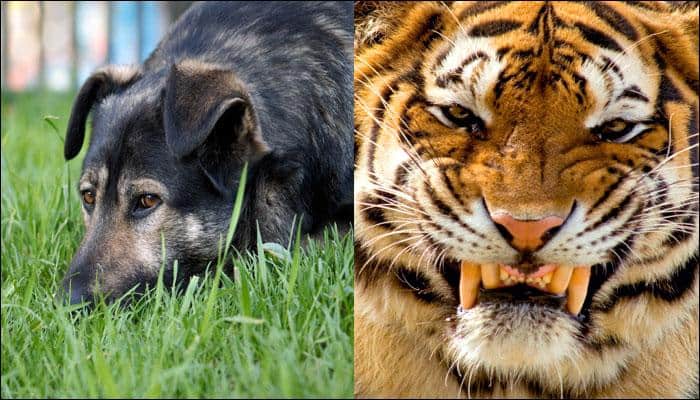 Man's best friend to hero: Heroic act by dog saves owner from tiger attack!