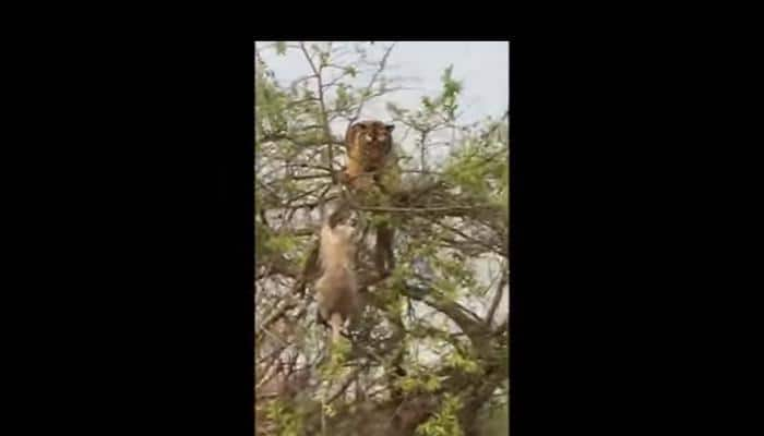 Monkey vs Tiger at Jim Corbett National Park: How big cat was fooled on top of a tree – Watch video