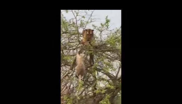 Monkey vs Tiger at Jim Corbett National Park: How big cat was fooled on top of a tree – Watch video