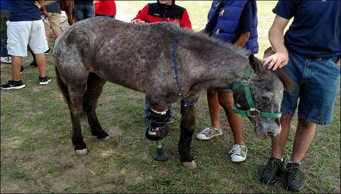 Molly, the three-legged pony: A story of courage and hope! - Watch video