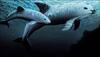 Vaquita population drops to 60; scientists ponder captive breeding!