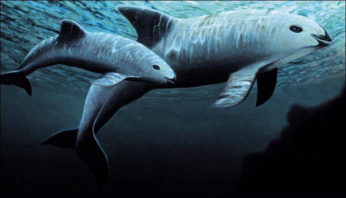 Vaquita population drops to 60; scientists ponder captive breeding!