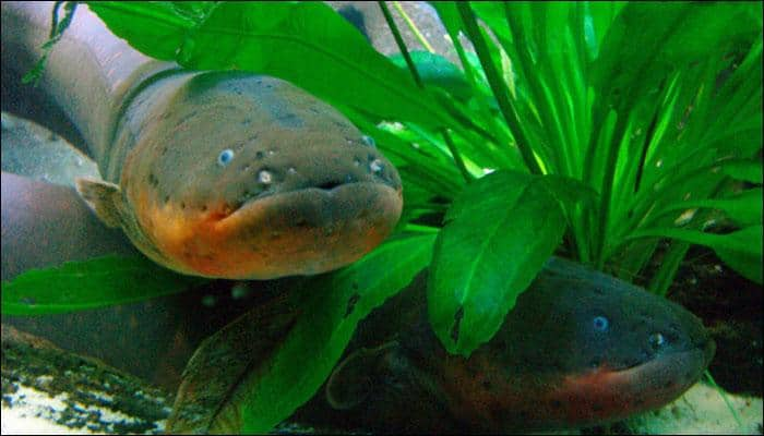 Electric eels can jump; 200-year-old theory proved right! – Watch video