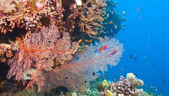 NASA&#039;s CORAL mission to map coral reefs from 23,000 feet!