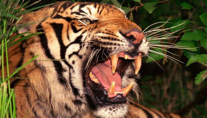 Watch: Endangered Sumatran Tigress gave birth to triplets in Paington Zoo!