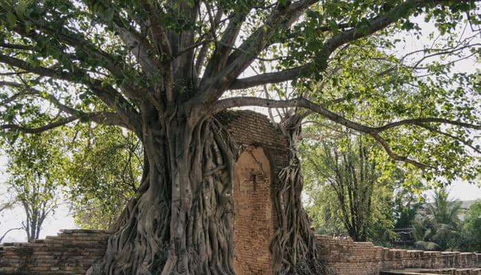 Do you know the symbolism behind marriage between Peepal and Neem tree?