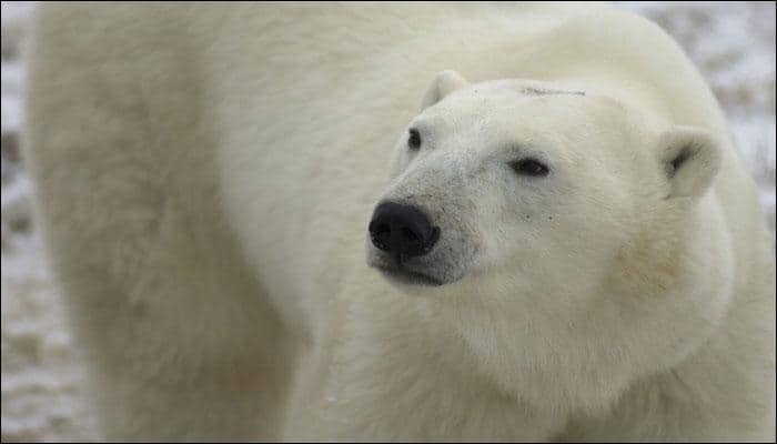 Watch video: This Polar Bear&#039;s relationship with its human dad is adorable!