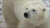 Watch video: This Polar Bear's relationship with its human dad is adorable!