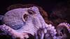 Bizarre: Study compares Octopuses with aliens for weird DNA!