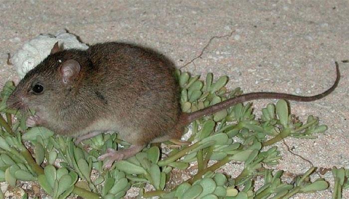 Climate change havoc! Endangered Australian rodent slips to extinction