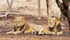 18 lions 'taken into custody' in Gujarat for murder of three persons