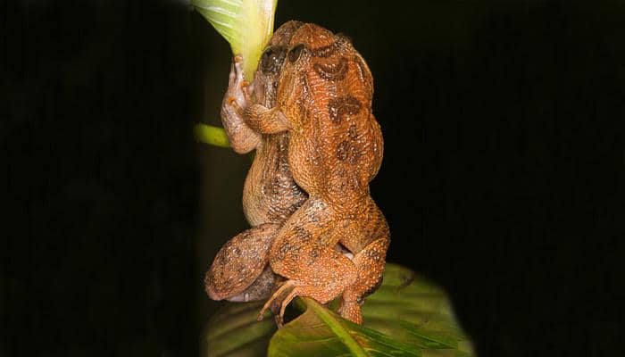 Froggy style: New sex position observed in Bombay night frogs - Watch!