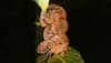 Froggy style: New sex position observed in Bombay night frogs - Watch!