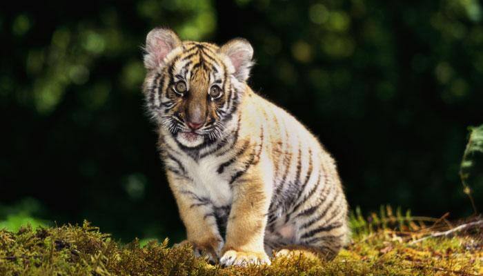 Tourists sight 2 cubs at Ranthambore Tiger Reserve; authorities say there could be few more