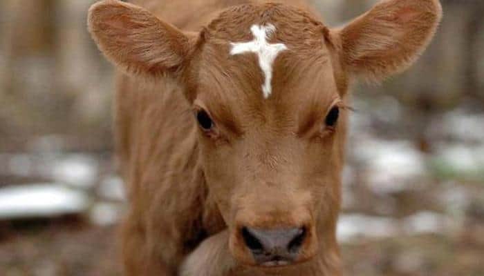 VHP affiliate wants ministry on cow welfare and even sets a deadline for Modi govt