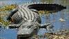 Florida alligator attack: Two-year-old's body recovered after 18-hour search!