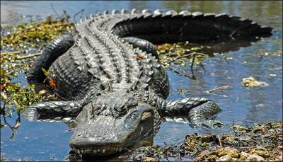 Florida alligator attack: Two-year-old's body recovered after 18-hour search!