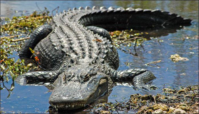 Florida alligator attack: Two-year-old's body recovered after 18-hour search!