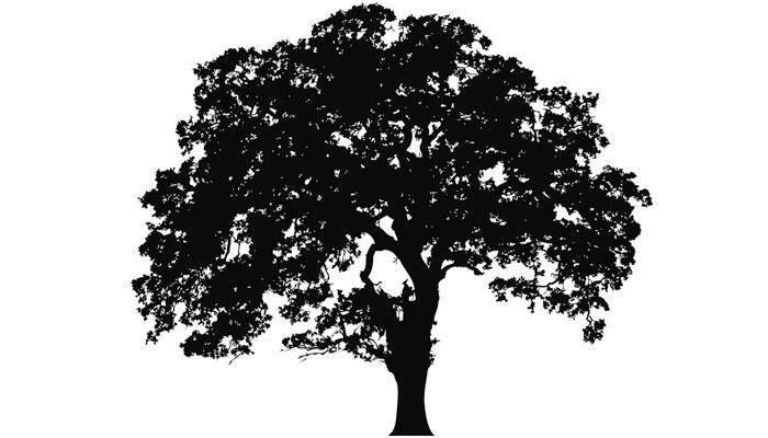 'Virgin Tree', Damdami Mata help you find love! Details inside