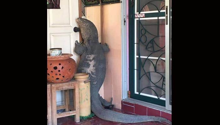 A &#039;monster&#039; lizard knocked at the door of this Thai man&#039;s house – Watch to know what happened next