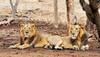 Three Gir lions 'sentenced to life' for murdering three humans