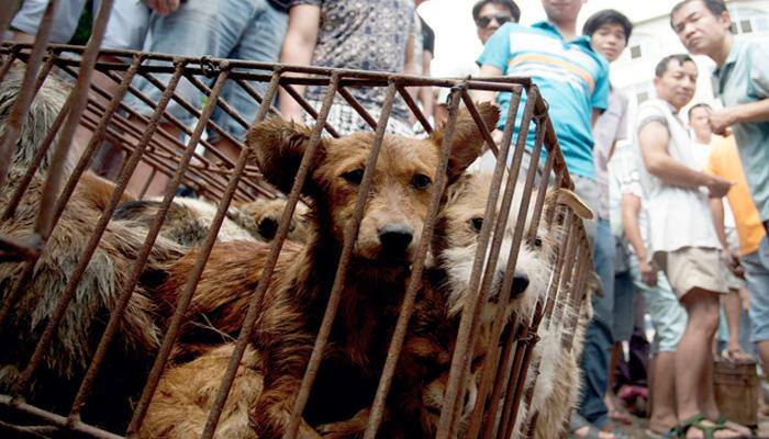 People in China's Yulin all set to gorge on dog meat - Know why
