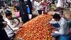 Tomato wholesale prices