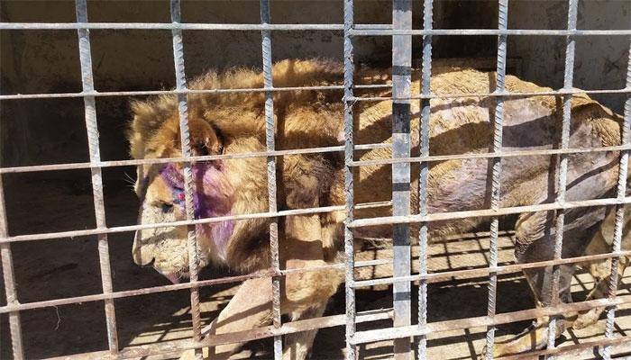 Starving, abandoned zoo animals: Meet the lesser known victims of Yemen civil war!