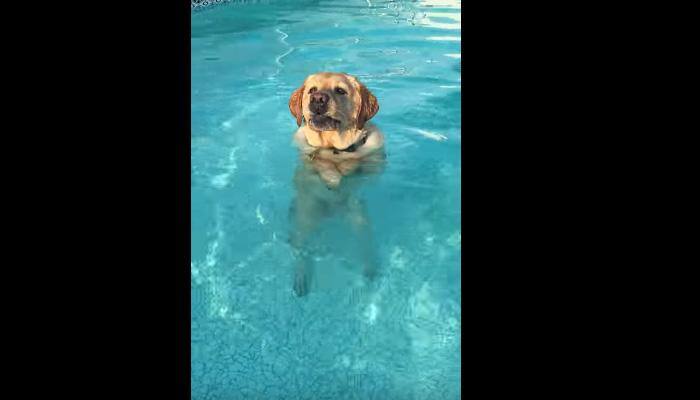 Cody the &#039;Labrador puppy&#039; can stand, walk in pool like us – Watch!