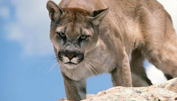 Colorado mother wrestles with mountain lion after it attacks 5-year-old son 