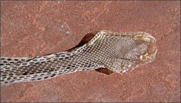 Rare video: Snake trapped within its own skin while shedding!