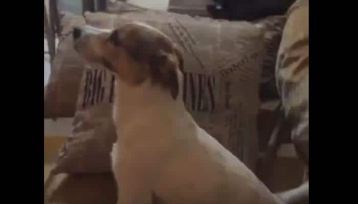 Spooky or hilarious? THIS is what happens when a dog watches &#039;Conjuring&#039;—Video inside!