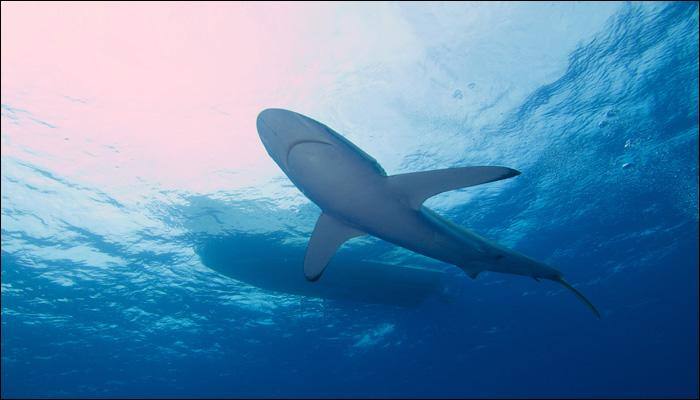 Watch video: Blue shark dies due to dehydration after being dragged out of water for selfie!