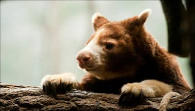 Watch video: Perth zoo rejoices arrival of first Goodfellow's tree kangaroo in thirty-six years!