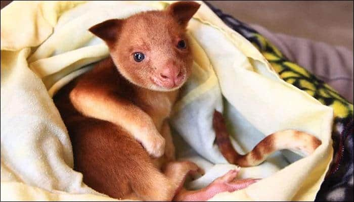 Orphaned Goodfellow&#039;s tree kangaroo raised through cross-fostering all set to be sent to Singapore!