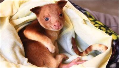 Orphaned Goodfellow's tree kangaroo raised through cross-fostering all set to be sent to Singapore!