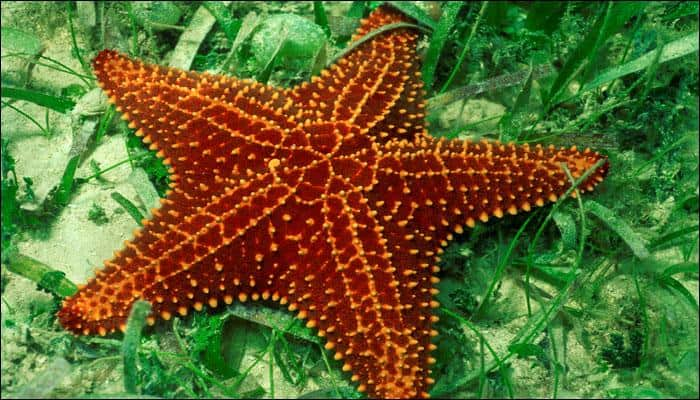 Human sex hormone has its evolutionary evidence in Starfish!