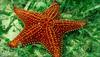 Human sex hormone has its evolutionary evidence in Starfish!