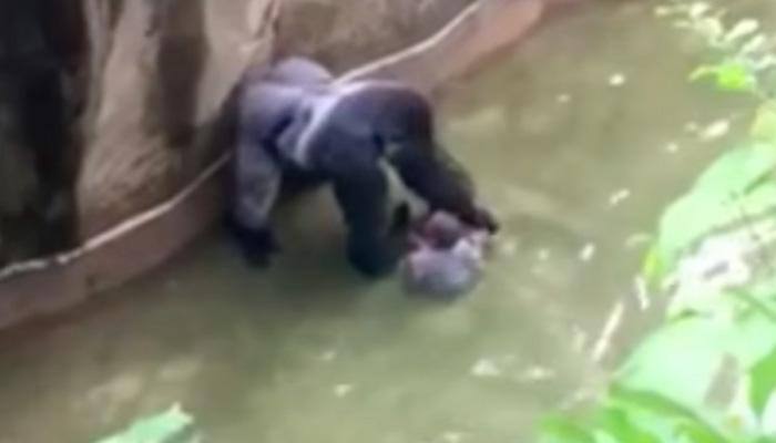 Baby falls into gorilla enclosure... what happens next is bone-chilling - WATCH video