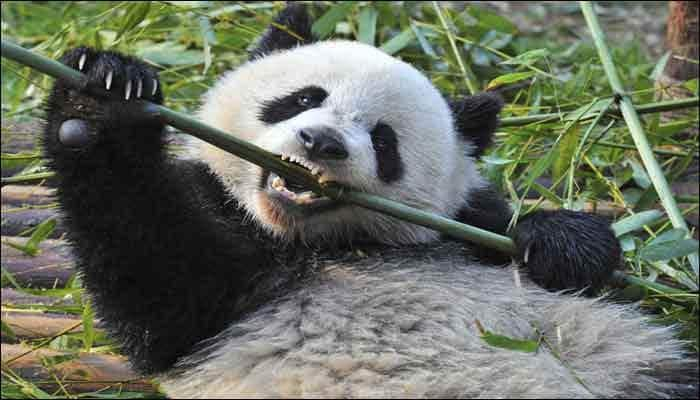 Giant panda gives birth to twins in China