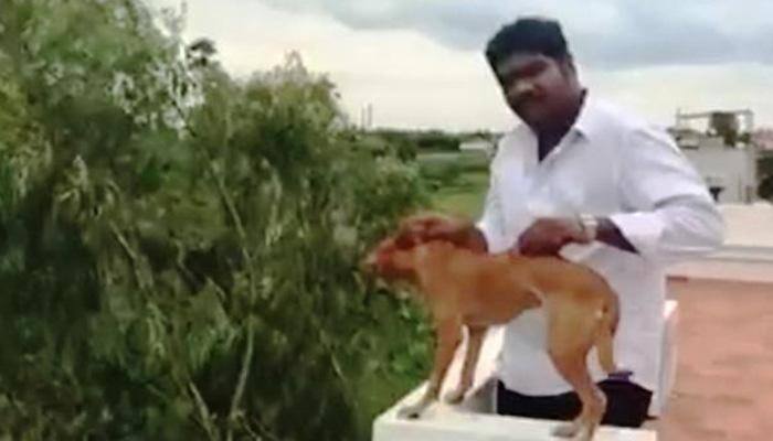 Coward who threw dog from rooftop in Chennai is on the run – Hunt him out!  