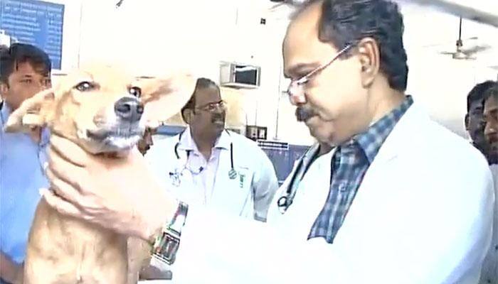 'Bhadra', Chennai dog thrown from rooftop, being treated for fracture; suspects held, granted bail