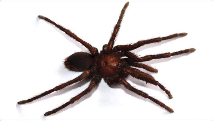 Watch video: Say hello to new spider named after late Nobel laureate Gabriel Garcia Marquez!