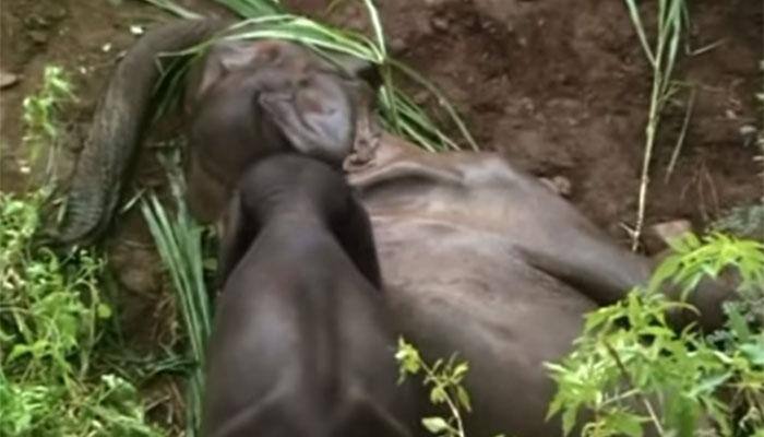 Heart-wrenching video: Baby elephant trying to wake up its dead mother will move you!