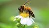 Air pollution interacts with bees' ability to forage: Study