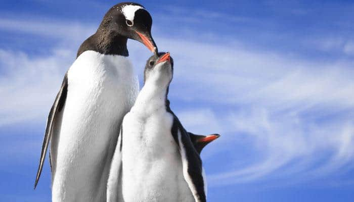 King penguins keep a watch on predators while sleeping too!